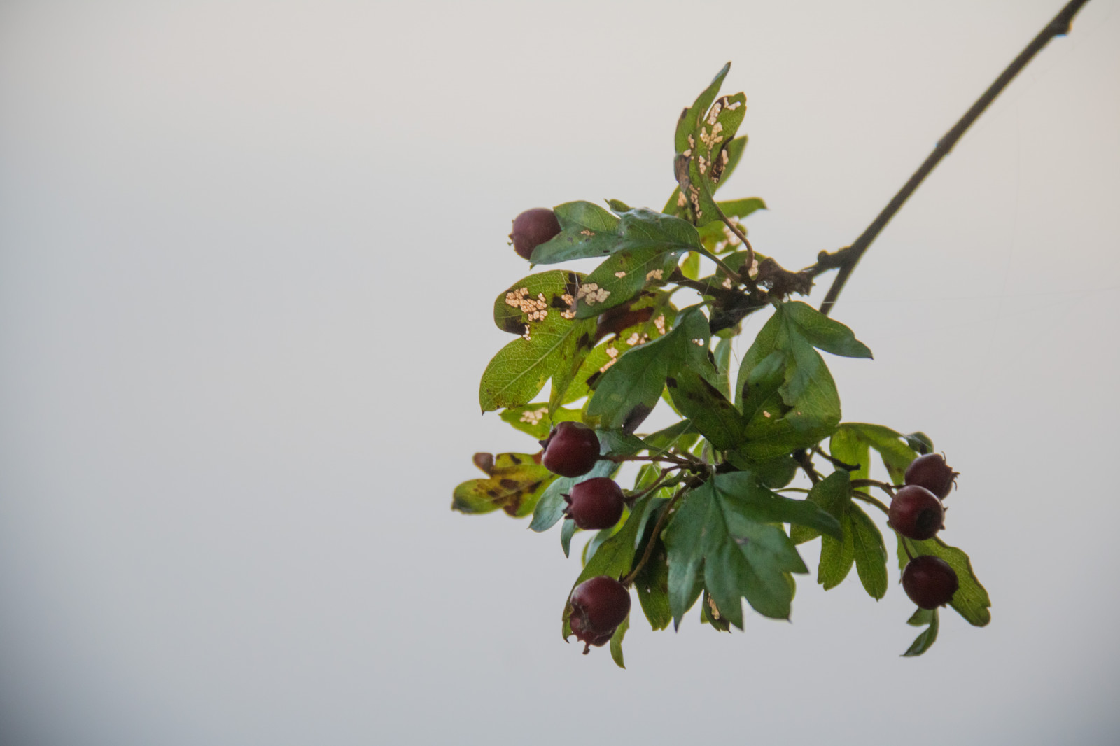 mad, afdeling, frugt, grøn, tåge, blomst, træ, tåge, blad, blomst, plante, bær, flora, DIMMA, landskabet, landsbygd, s dersl tt, exif model canoneos760d, geocountry, kamera gør kanon, geocity, kameramodel canoneos760d, geostate, geolocation, exif linse efs18200mmf3556is, exif åbning 56, exif gøre kanon, exif isospeed 800, exif focallength 135mm, Kvist, fremstille, botanik, jord plante, blomstrende plante, vedplante, Busk, makrofotografering, stængelplante