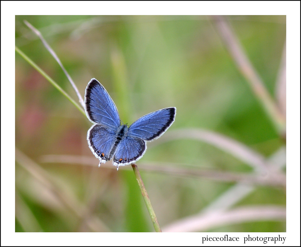 blå, makro, natur, tæt på, fauna, sommerfugl, insekt, PENTAX, bokeh, dyreliv, lepidoptera, easterntailedblue, everescomyntas, tailedblue, K20D