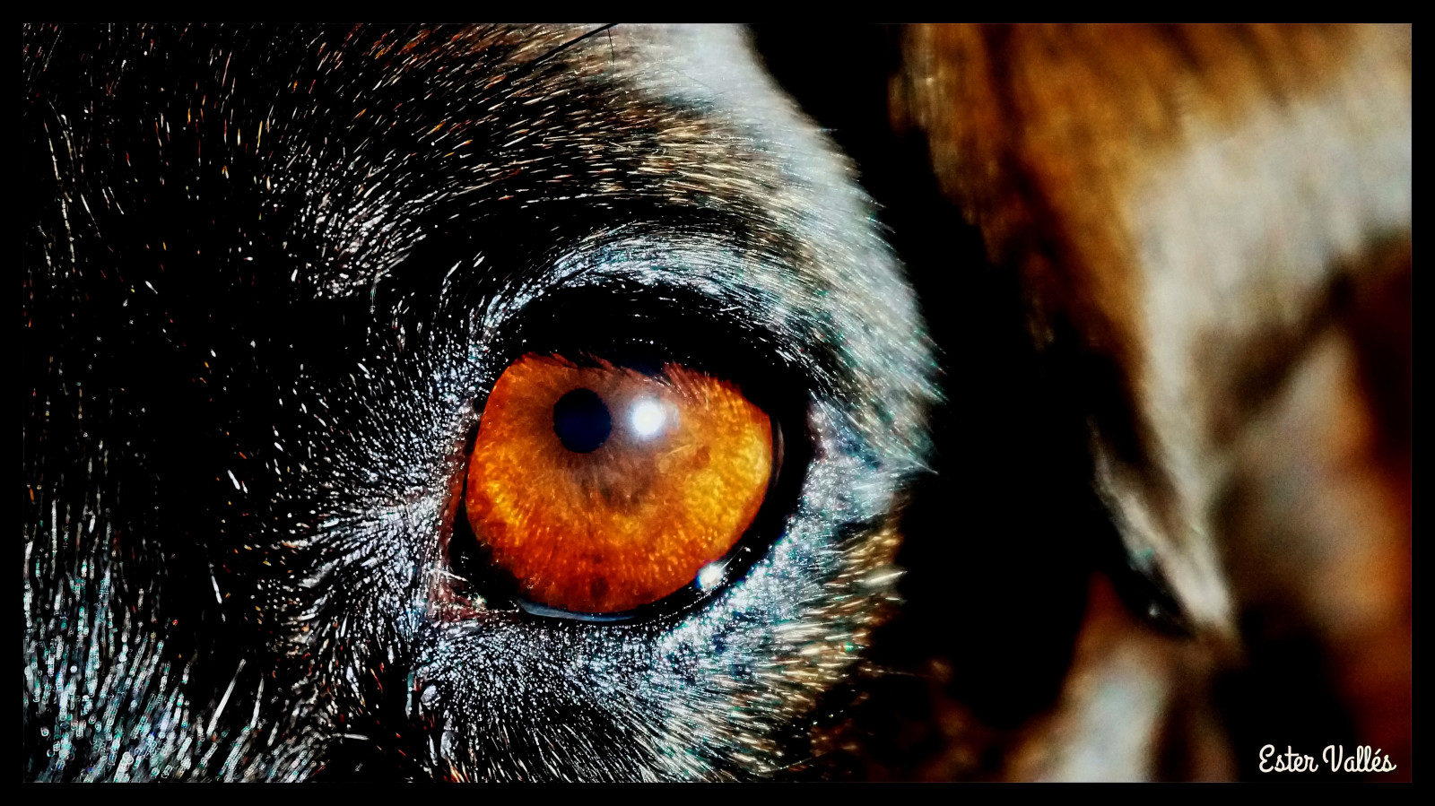 næse, øje, tæt på, snude, makrofotografering, organ, whiskers, organisme, dyreliv, næb, pels, mørke, computer tapet