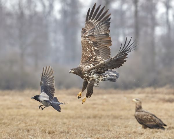 wildlife, bird of prey, eagle, birds, winter, Falcon