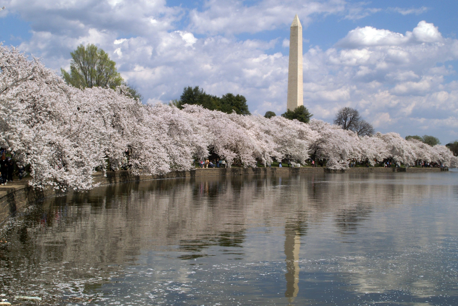 blomst, plante, vand, cherry blossom, træ, himmel, afspejling, Bank, flod, forår, blomst, sø, vådområde