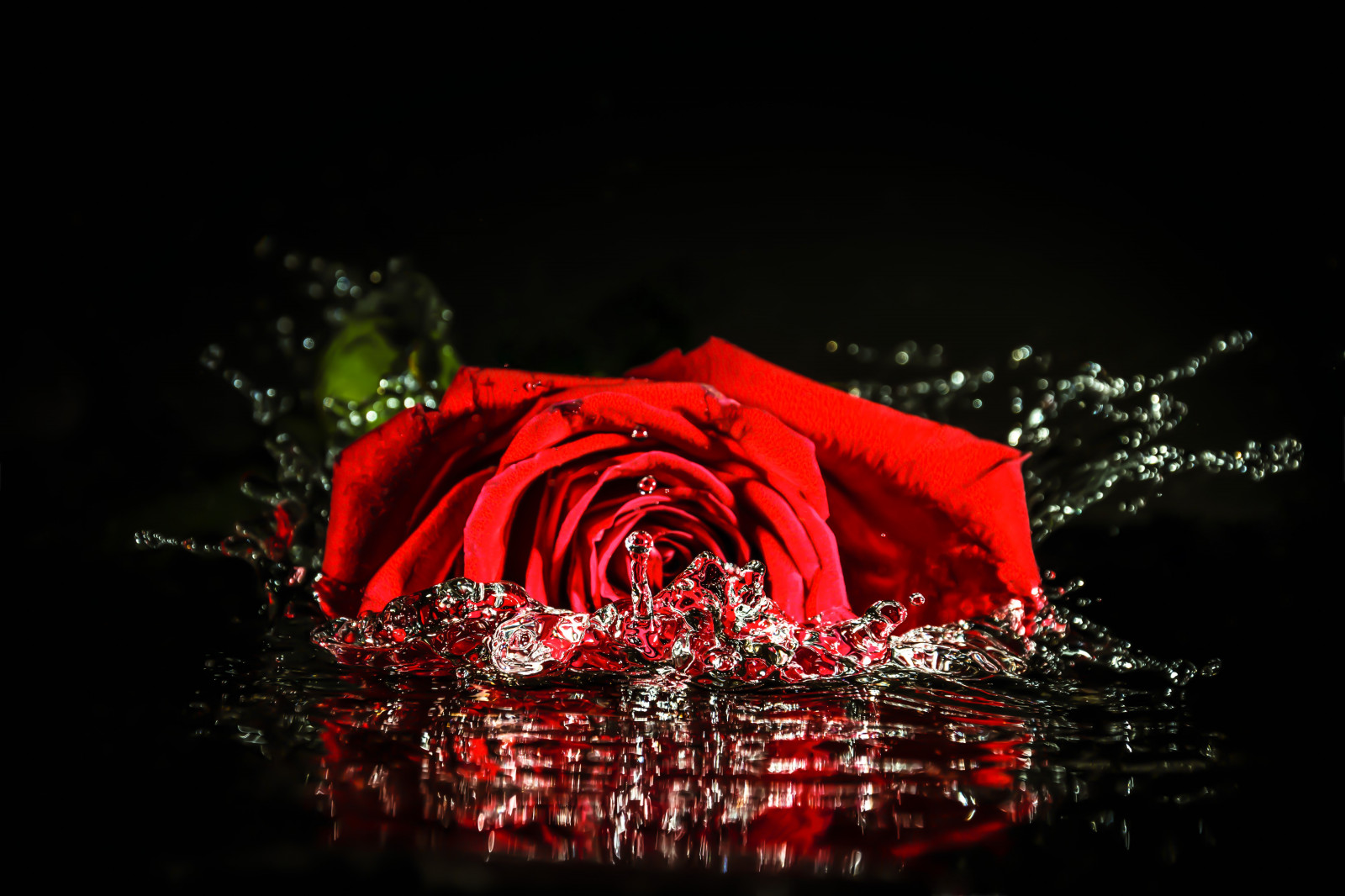 spruzzo, rosa, fiore, petalo, lampeggiatore, speedlight, Nikon, d3300, NIKKOR, rosso, acqua, riflessione