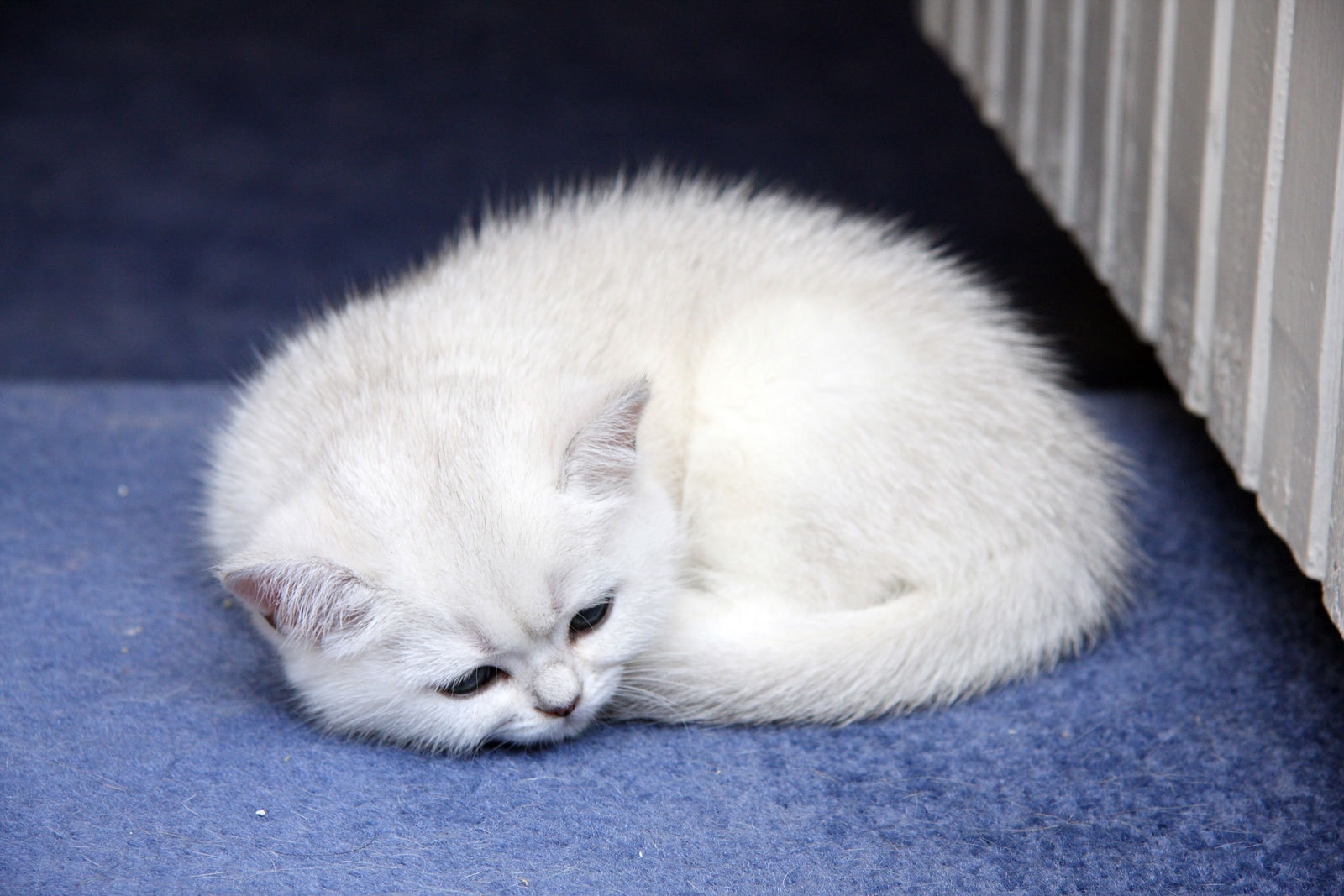 kitten, lie, baby, light