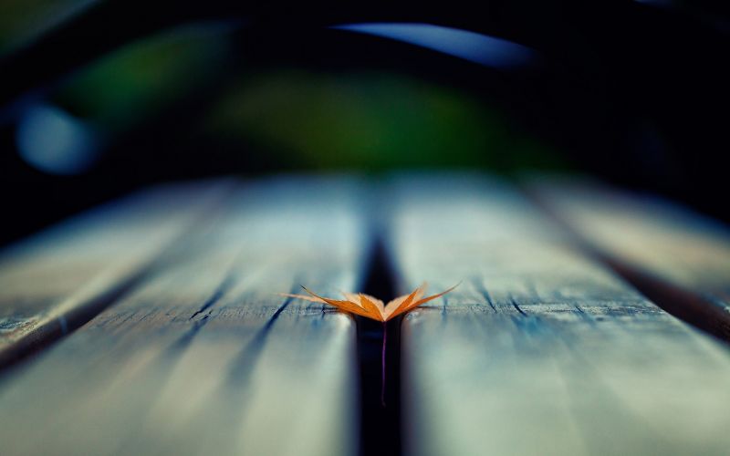 leaves, depth of field, macro, water, wooden surface, sky leaves, depth of field, macro, water, wooden surface, sky