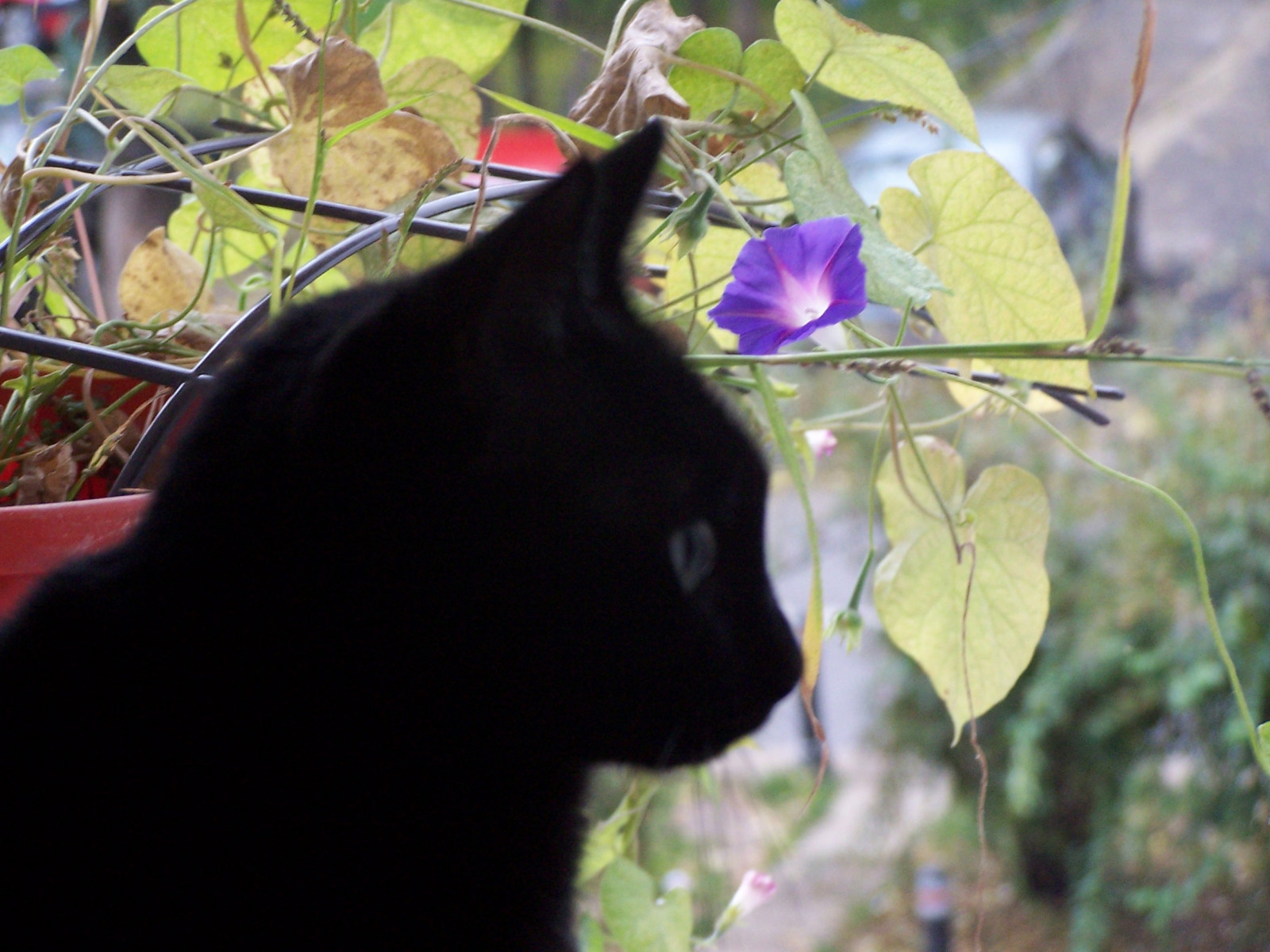 domácí zvíře, kočky, zvíře, kočka, povídání, povídat si, Koťátko, koťata, gatos, gato, animaux, gatto, Gatti, mascotas, Katz, Chatony, Pisici, kittyschoice, friendsofzeusphoebe