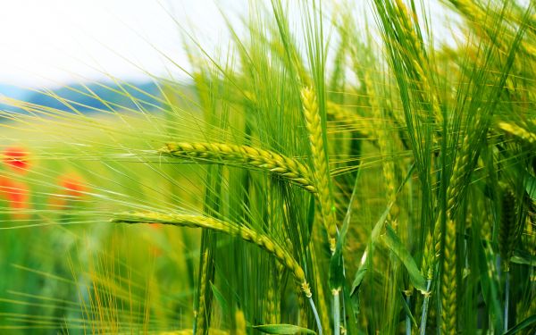 food, grass, field, green, bokeh, wheat