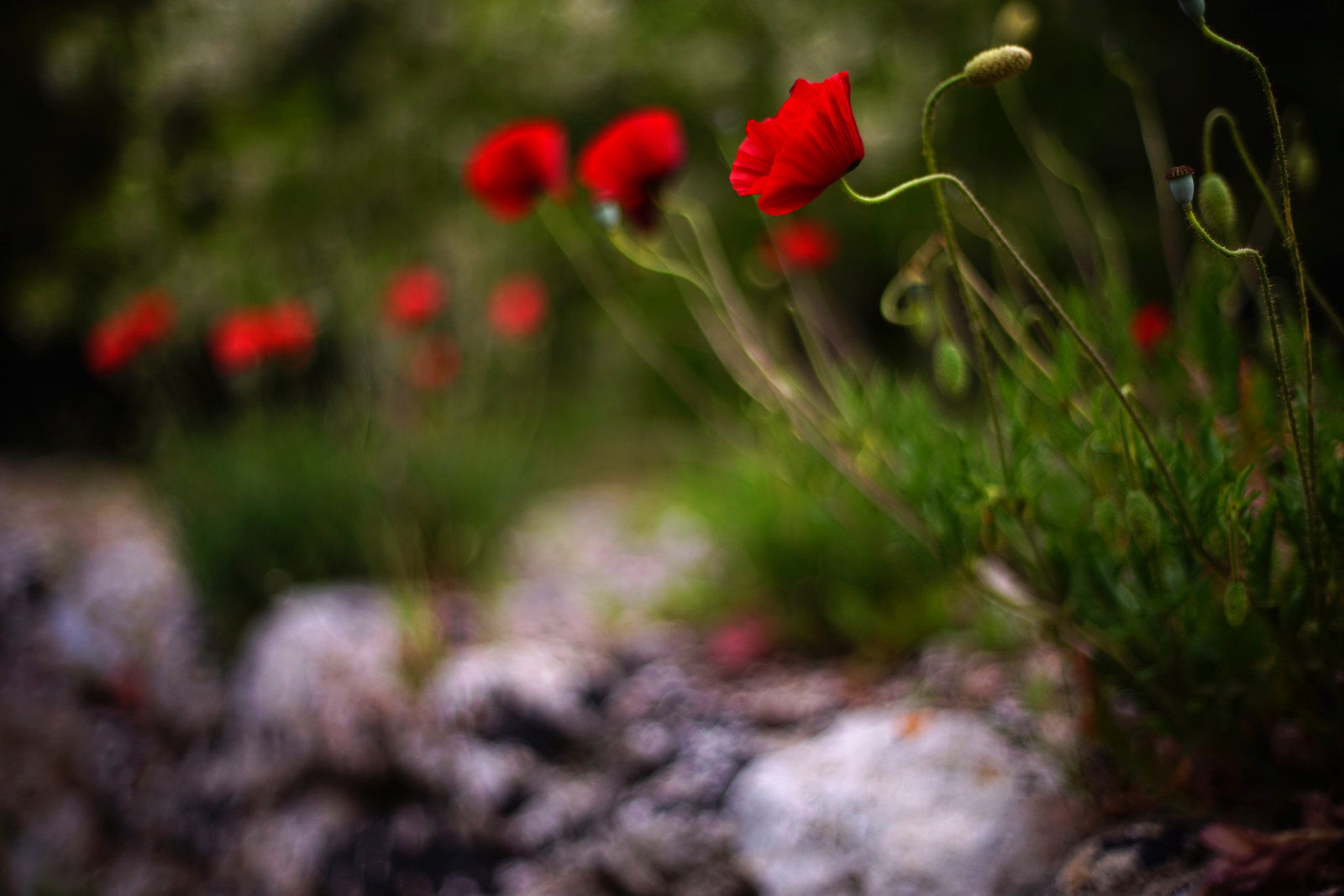 květ, flóra, rostlina, vegetace, divoká rostlina, jaro, list, tráva, okvětní lístek, mák, závod stonek, mák rodina, makro fotografie, počítač tapeta, kvetoucí rostlina