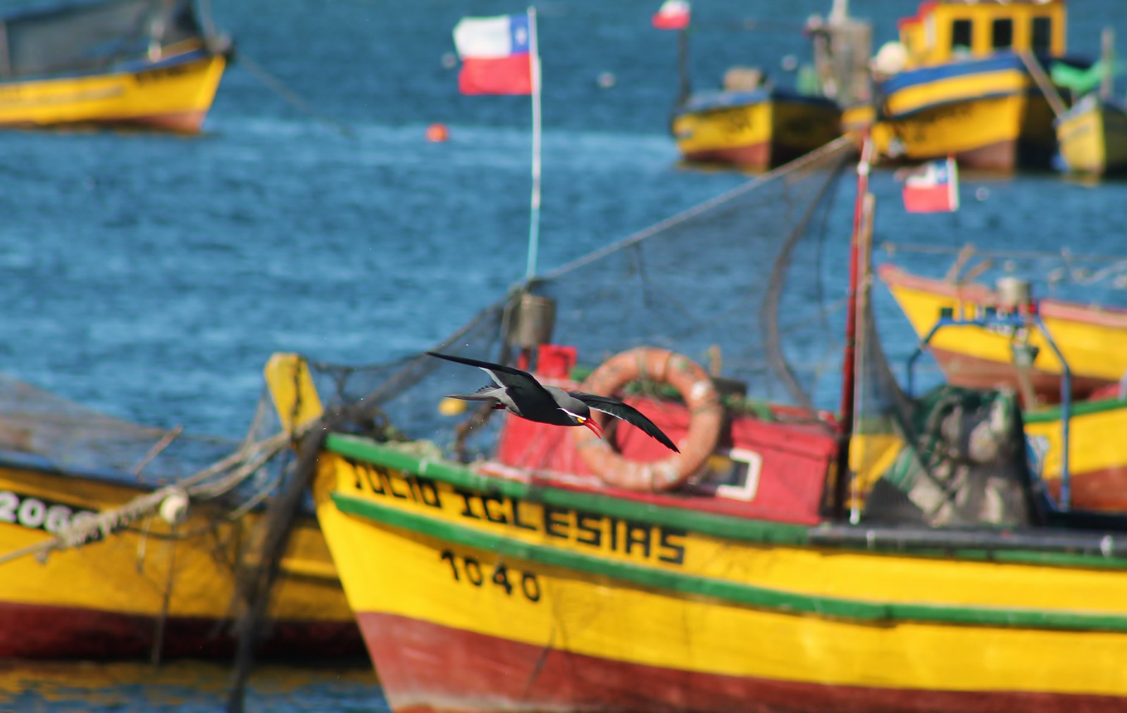 Чили, Птицы, Coquimbo, лодка, Aves, Наблюдение за птицами, Бот, Гавиот n, Гавиот нмоня, Mercadodecoquimbo