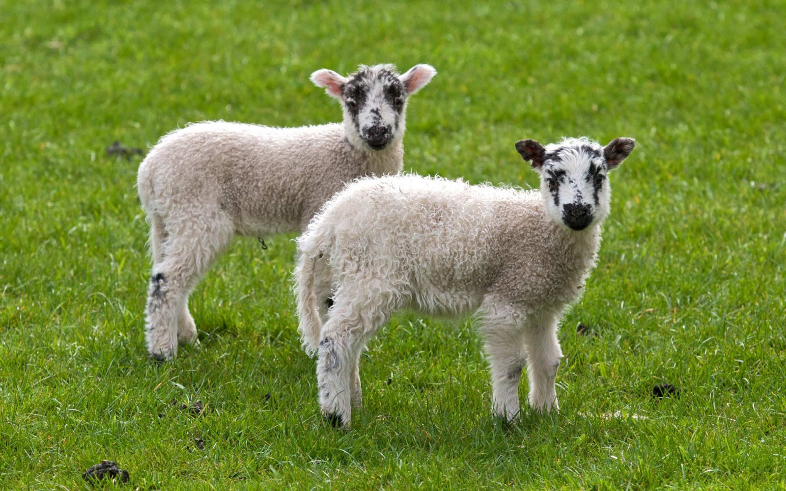 1920 x 1200 px, animaux, herbe, Agneaux, mouton