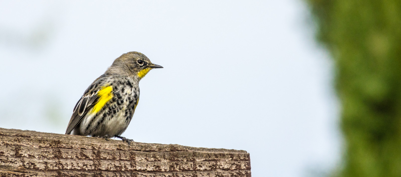Příroda, detailní, větev, Volně žijících živočichů, Kalifornie, bokeh, odpoledne, zobák, Vrabec, zadní dvorek, hloubka pole, venkovní, pták, pěnkava, ca, fauna, patio, prohlížení pták, obratlovců, elkgrove, Audubon swarbler, setophagacoronata, westernyellowrumpedwarbler