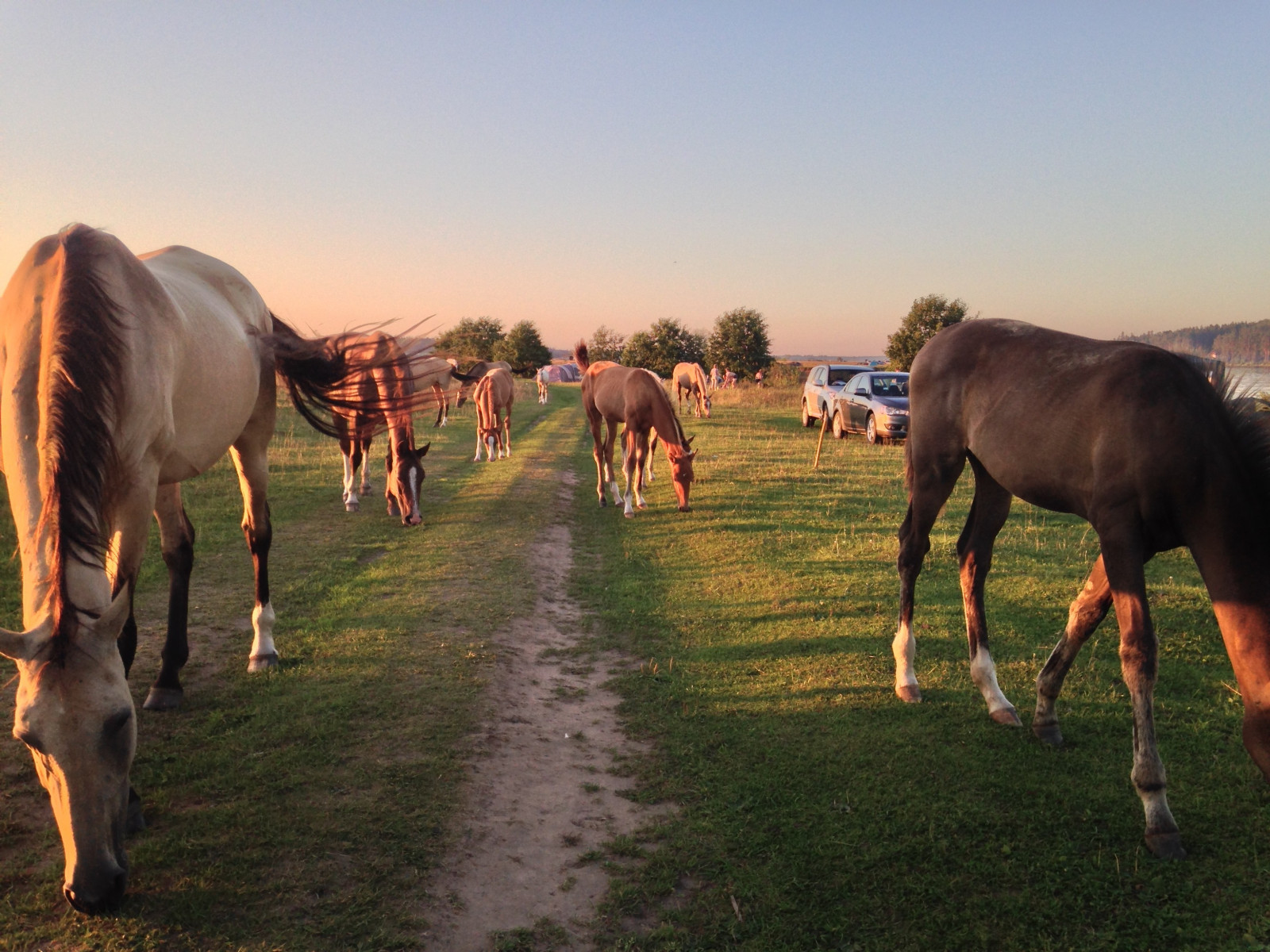 paesaggio, Mosca, cavallo, azienda agricola, Russia, Natale, Nord, pascolo, mandria, cavalla, mammifero, ranch, area rurale, 3264x2448 px, bestiame come mammifero, cavallo come mammifero, cavallo mustang, bestia da soma, pascolo
