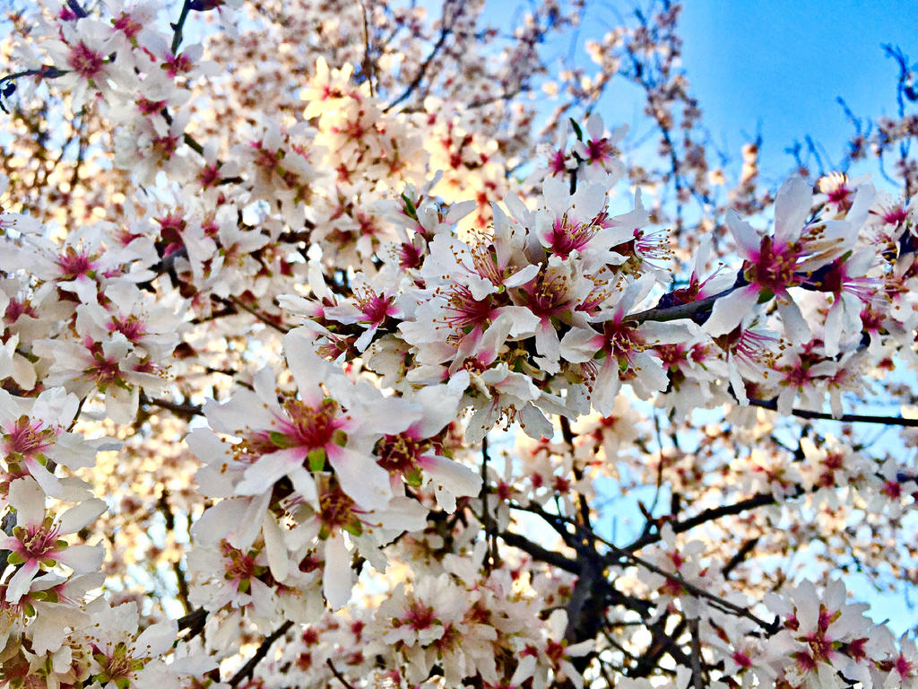 Flor, Flor de cerejeira, Árvore de cereja, Cerezo, Iphone, Primavera, árvore, flor
