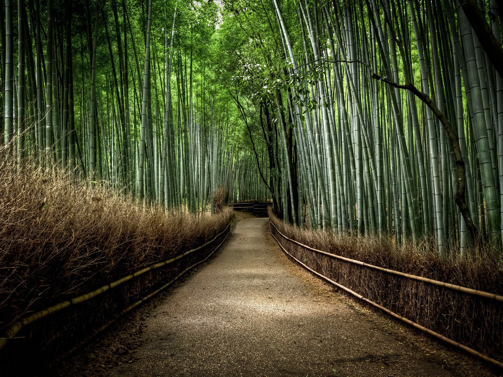 Download 2000+ Wallpaper Bagus Hutan HD Download 2000+ Wallpaper Bagus Hutan HD