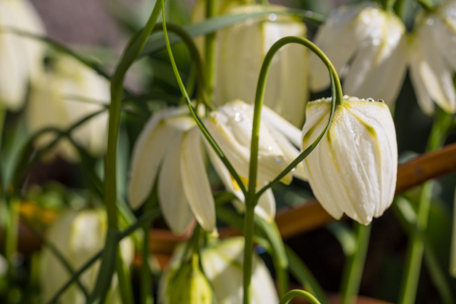 zelená, žlutý, květ, rostlina, lilie, flóra, Blomma, sněženka, katrinetorp, katrinetorpslanderi, botanika, suchozemská rostlina, kvetoucí rostlina, zblízka, floristika, závod stonek, aranžování květin, květinový vzor, galanthus