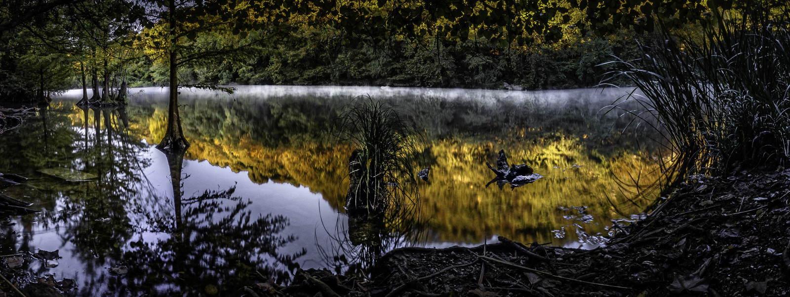 slunečnímu záření, krajina, les, voda, Příroda, odraz, tráva, nebe, větev, žlutý, ráno, řeka, rybník, banka, bažina, Olympus, mokřadní, Austin, strom, mlhavý, podzim, mlha, list, svítání, rostlina, vodní tok, tma, zátoka, bayou, zálesí, počítač tapeta, dřevina, tráva rodina, prales, vodní prvek, ladybirdlake, vodní zdroje, Redbudisle