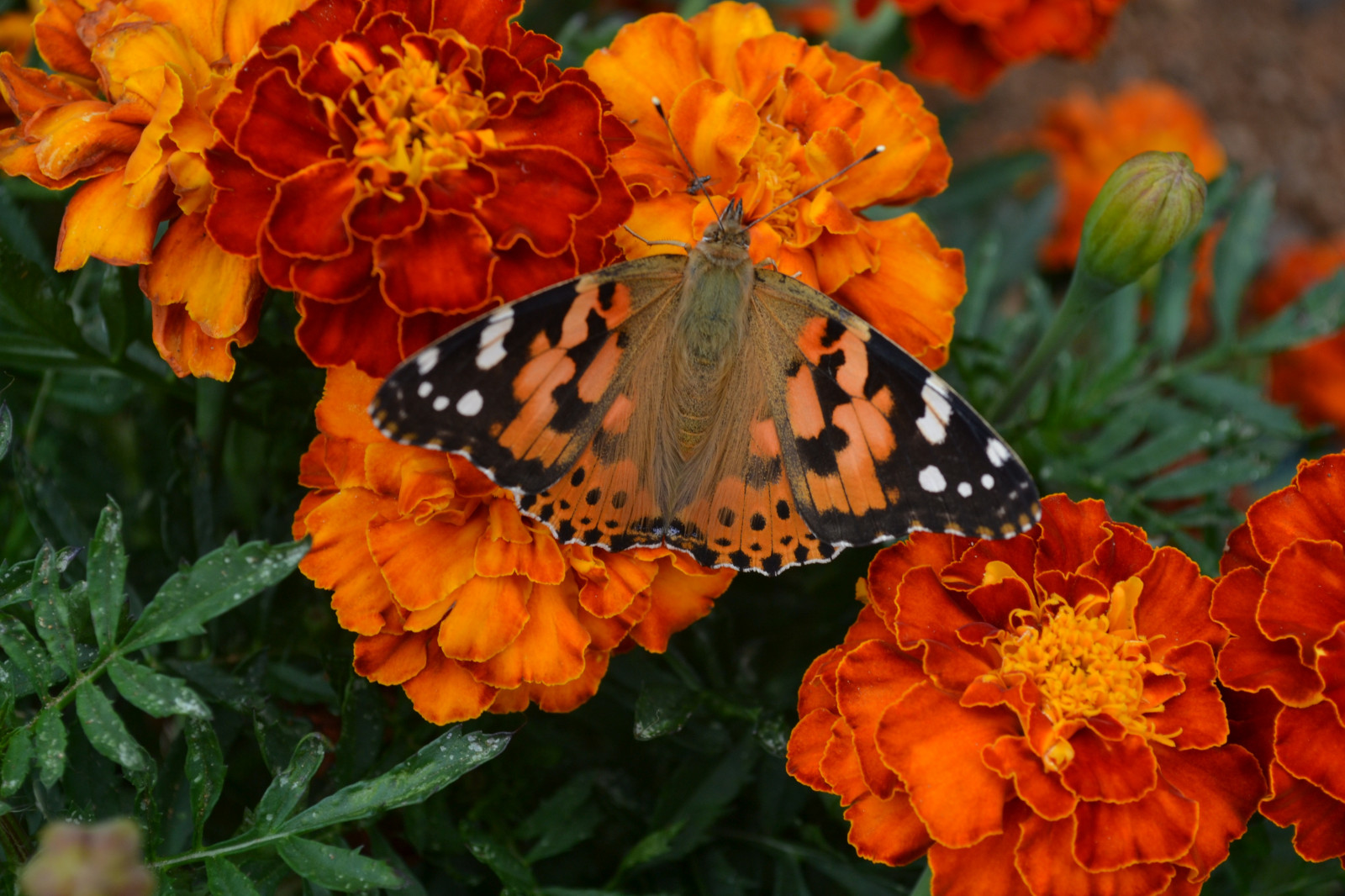 Wallpaper flowers, butterfly, insect, bright, flower, flora, petal