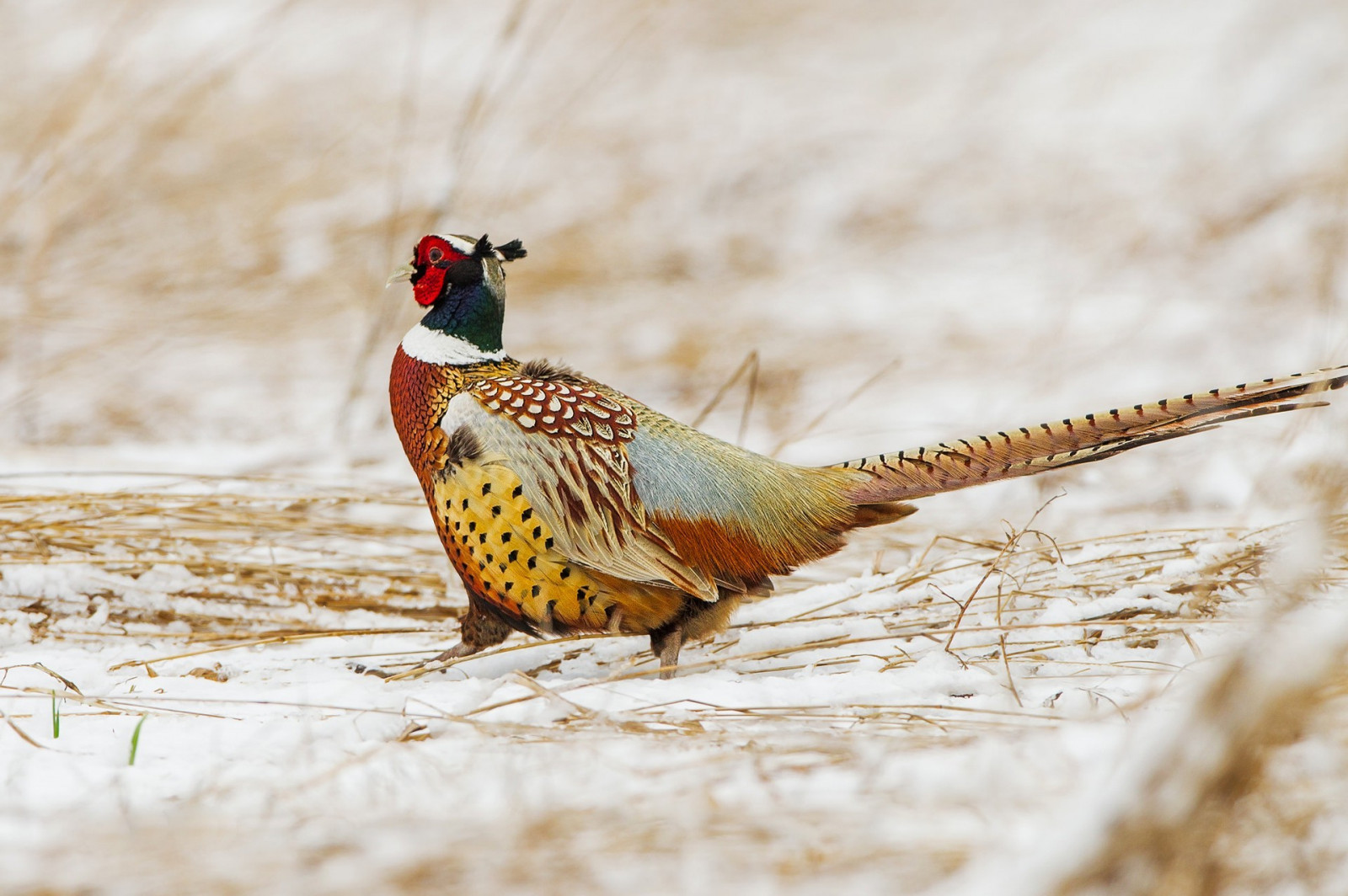 ptactvo, zvěř, Volně žijících živočichů, zobák, pták, bažant, fauna, prérie, 1920x1277 px, obratlovců, zblízka, Hrabaví, Phasianidae