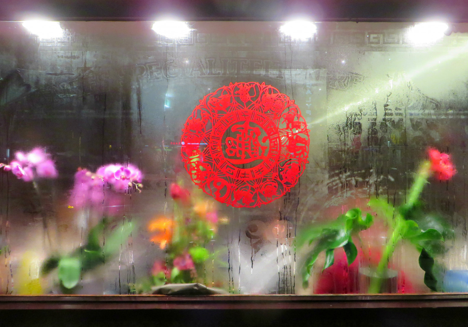 květiny, Červené, rozmazat, okno, Nizozemí, sklenka, květiny, růž, Rotterdam, cristal, paysbas, Fenetre, Flou, vitrína, Iffr, Vitré, Bu e, Hollande, Img1137, Mezinárodnífilmfestivalofrotterdam