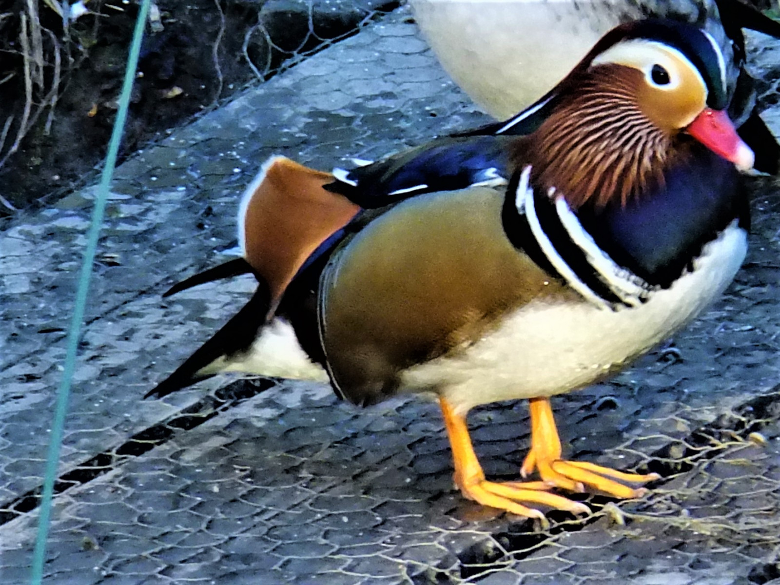 mandarin, and, han-, solskin, adel, dæmning, Leeds, vest, Yorkshire