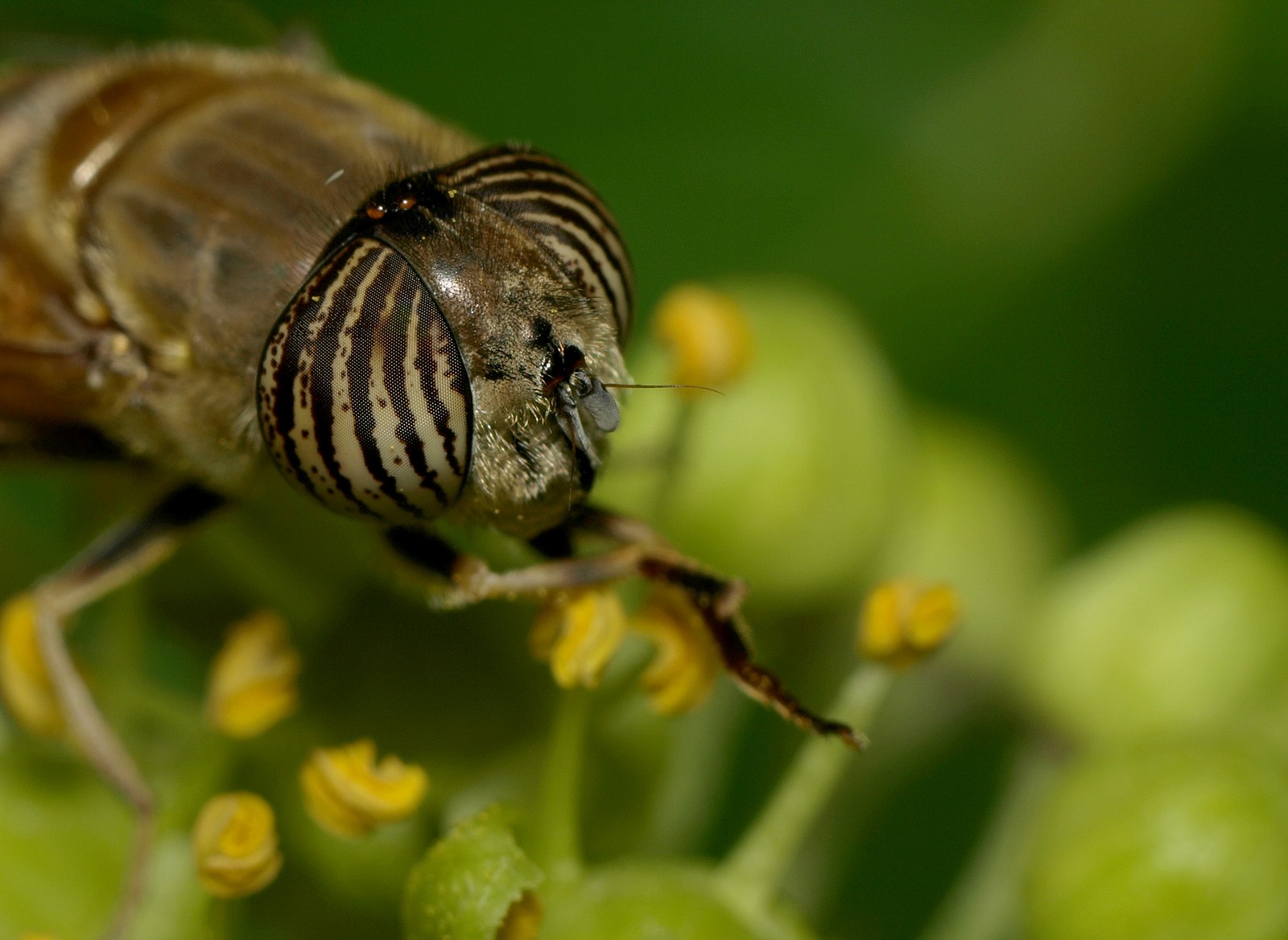 makro, hmyz, Volně žijících živočichů, Létat, diptera, Olympus, fauna, škůdce, hmyzu, zblízka, makro fotografie, závod stonek, bezobratlý, členovců, organismus, membrána okřídlený hmyz, ploštice, DIPT re, duvalilat, mouche, femelle, Eristalis, Taeniops, Syřid