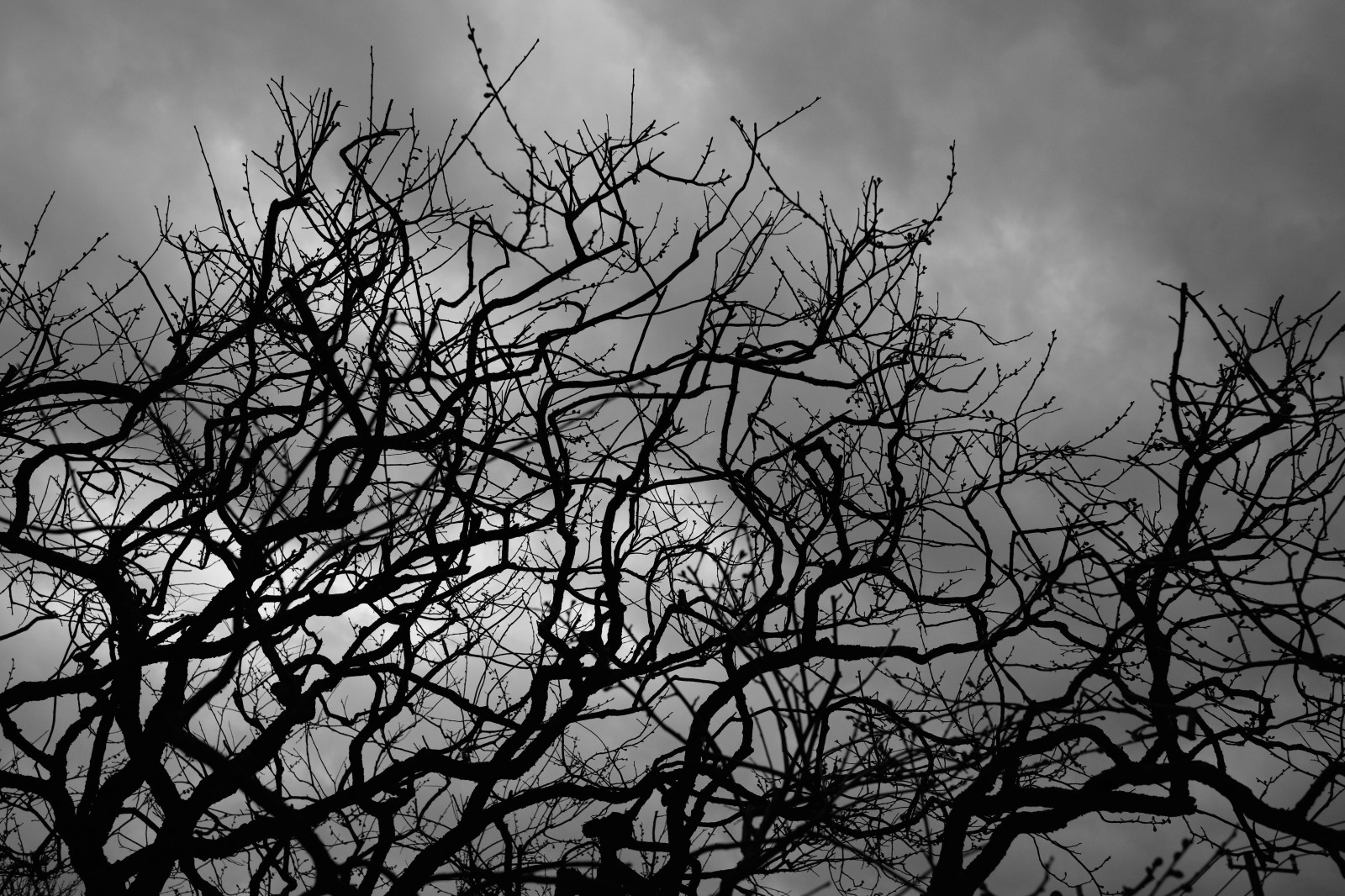 černobílý, Příroda, nebe, zima, větev, Leica, Tokio, M, mrak, strom, list, počasí, rostlina, tělesné, tma, ikegamibaien, Ikegami, Summicron, summicron1235mm, type240, větvička, atmosférický jev, Černý a bílý, monochromatické fotografování, dřevina