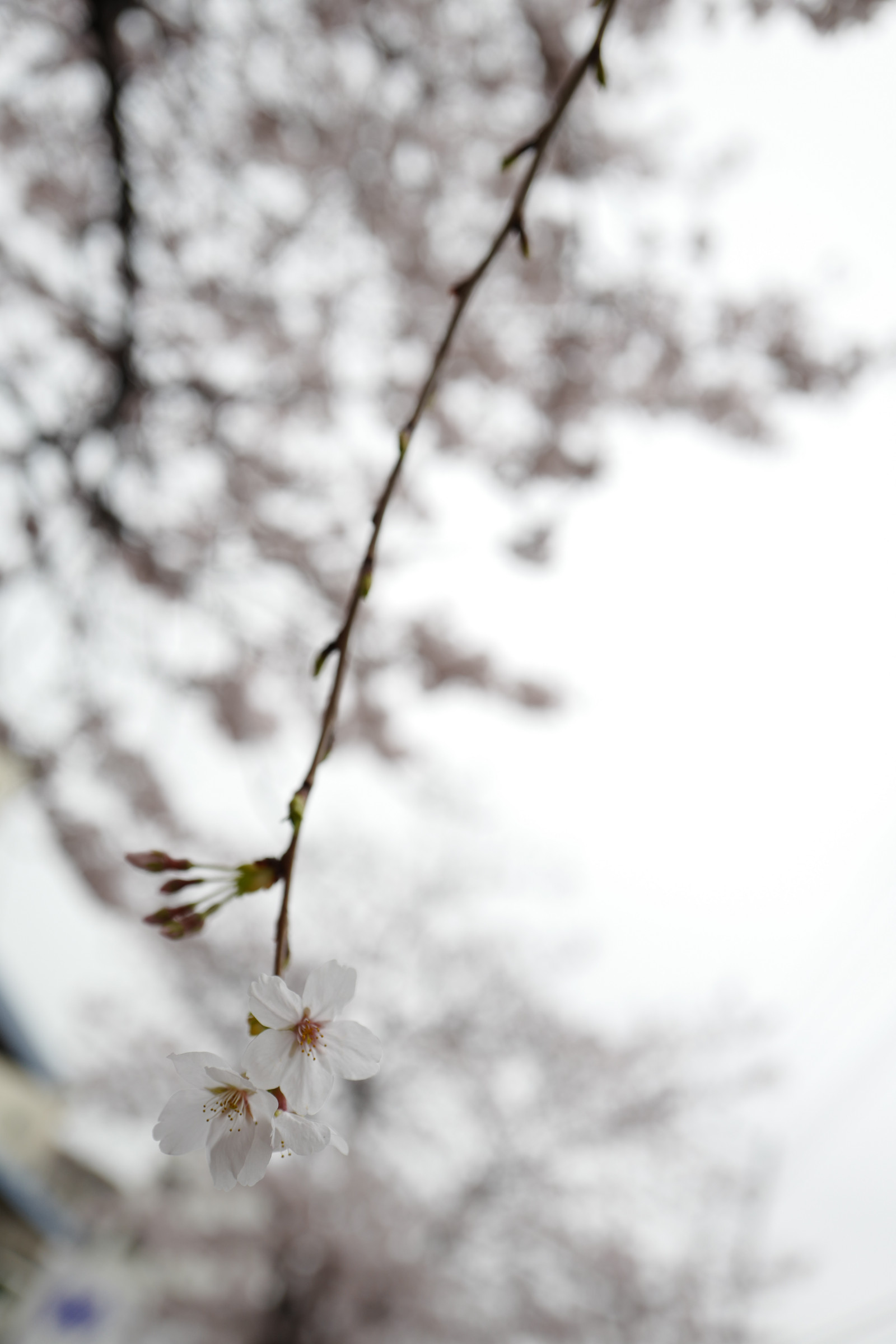 Giappone, monocromo, la neve, inverno, ramo, brina, fiore di ciliegio, fiorire, primavera, Leica, Tokyo, Congelamento, Jp, albero, foglia, fiore, tempo metereologico, pianta, stagione, ciliegia, sakura, flora, Ikegami, ota, Summilux, leicaq, summilux1728, q, 1728, fiori di ciliegio, ramoscello, bianco e nero, pianta legnosa