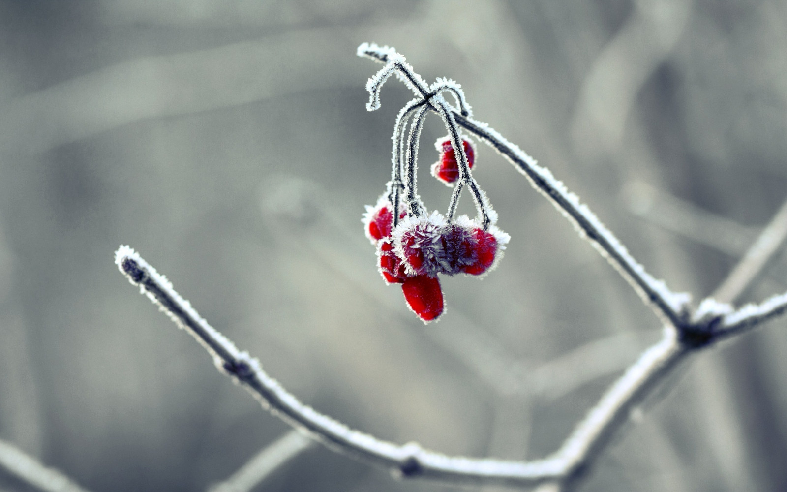 Wallpaper 2560x1600 px, berries, branch, frost, gray, macro, nature