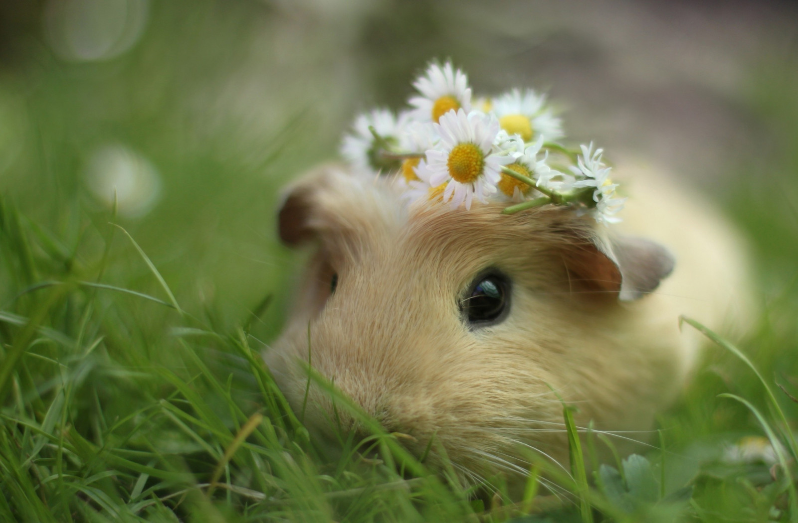 Hintergrundbilder Meerschweinchen, Blumen, Gras, Kranz 2560x1681