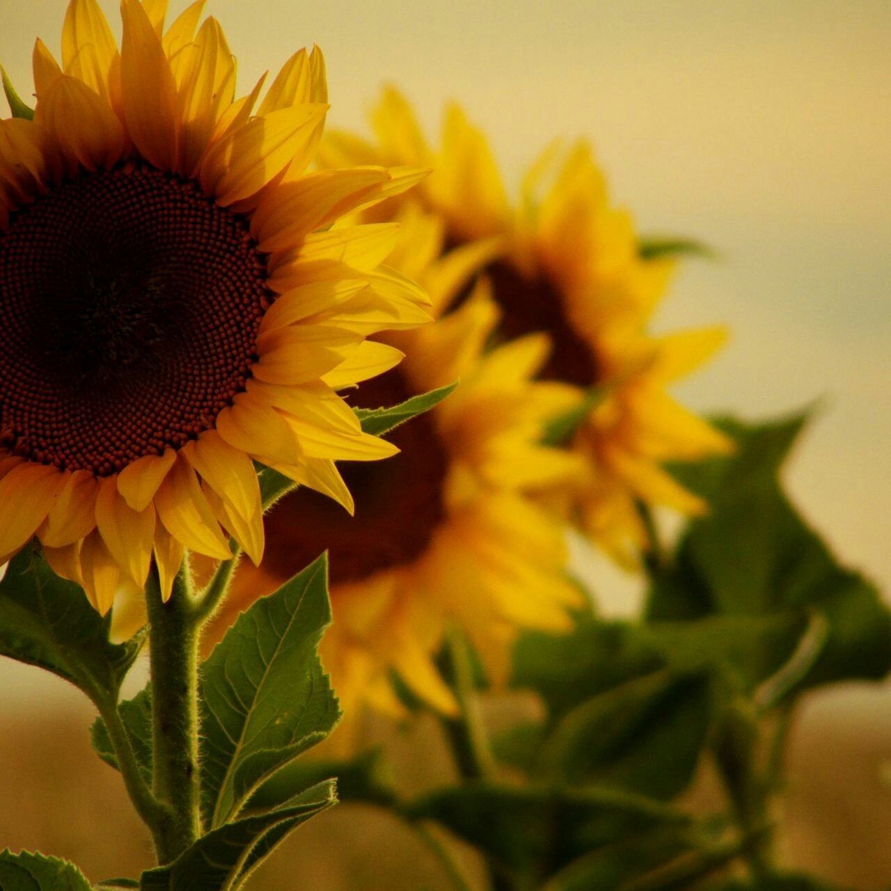 květiny, Příroda, žlutý, list, květ, rostlina, slunečnice, flóra, okvětní lístek, botanika, suchozemská rostlina, kvetoucí rostlina, zblízka, makro fotografie, závod stonek, vegetariánské jídlo, daisy rodina, kytice, slunečnicové semeno