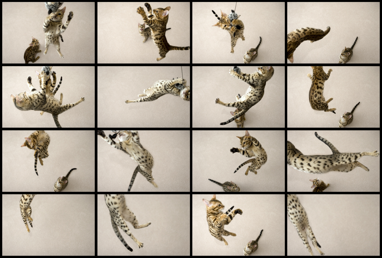 kočka, skok, skákání, kotě, koťata, skok, Bengálsko, prozkoumal, challengeyouwinner, Idrinkleadpaint