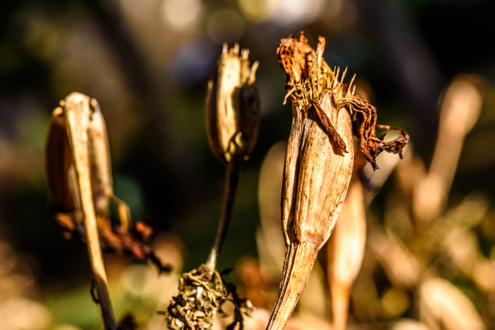 zahrada, Příroda, zima, fotografování, makro, větev, kudlanka, hmyz, slunce, vybledlý, Lightroom, podzim, list, květ, rostlina, sezóna, flóra, syn, nikond750, fauna, blume, garten, větvička, zblízka, makro fotografie, bezobratlý, dietmarschwanitz, zvadlý, nikonafsmicronikkor60mmf28ged, aksamitník, měsíček, verwelkt, studentenblume
