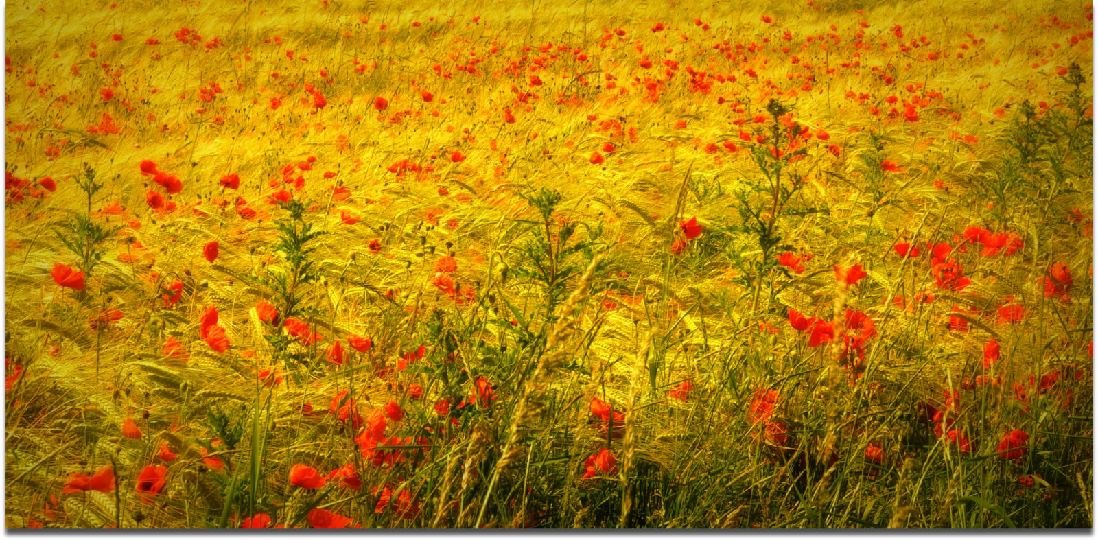 Hintergrundbilder : Vereinigtes Königreich, Blumen, rot ...