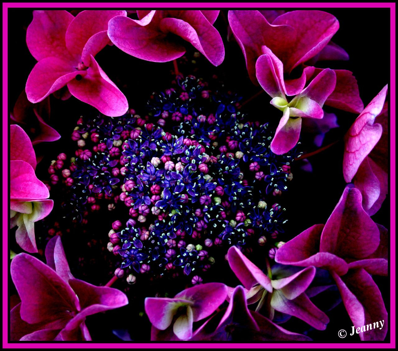 Nový, růžový, květiny, makro, Příroda, Páni, ilovenature, Bravo, flickr, nachový, fave, vícebarevný, ups, Soe, síla květin, Bloemen, naturesfinest, blueribbonwinner, Jednoduše, flowerotica, abigfave, canoneos400d, Galeriadosfavoritos, flowersgalore, anawesomeshot, colorphotoaward, impressedbeauty, diamondclassphotographer, flickrdiamond, jeannysfoto, theunforgetablepictures, Magicofaworldinmacrogroup, colourartaward