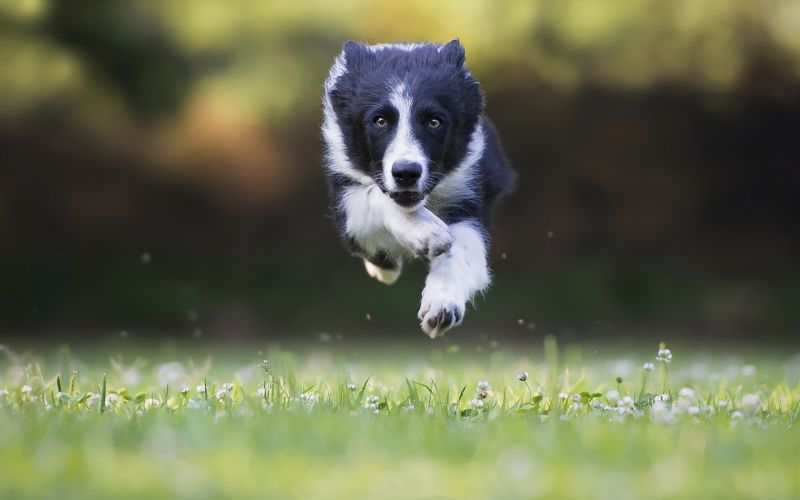 Hund, Border Collie, Säugetier, Springen, Tierwelt, Fauna Hund, Border Collie, Säugetier, Springen, Tierwelt, Fauna