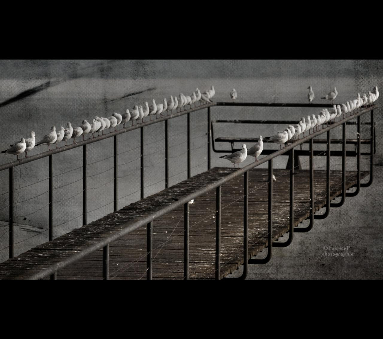 ดำ, ขาวดำ, น้ำ, ท้องฟ้า, การถ่ายภาพ, โลหะ, พื้นผิว, สวิตเซอร์แลนด์, รั้ว, โครงสร้าง, มุม, handrail, เบา, mygearandme, เหล็ก, บรรทัด, ความมืด, oiseau, lac, mygearandmepremium, nikond90, ซูซี่, suisse, ปองโต้, ดำและขาว, ถ่ายภาพขาวดำ, ปรากฏการณ์, Mouette, Neuchatel, Metallique, quilibre, guard rail