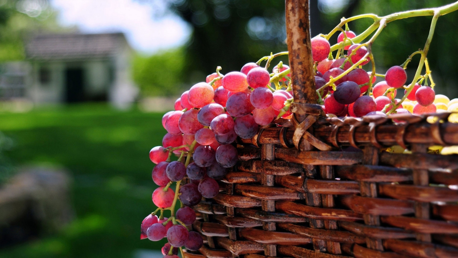 Wallpaper food, branch, fruit, Sun, grapes, basket, tree, autumn