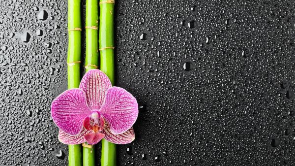 flowers,orchids,plants,water drops,green,texture