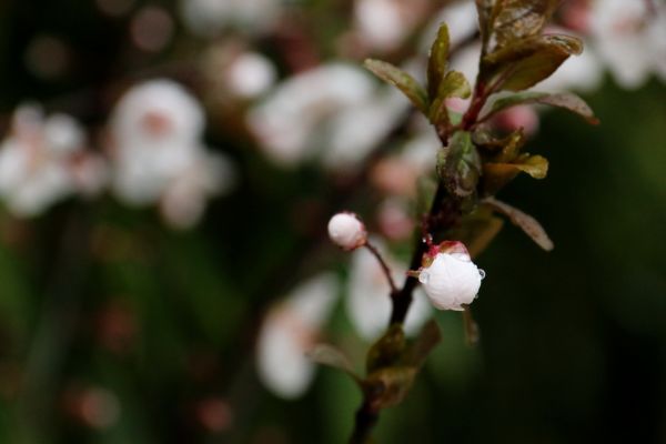 plants,green