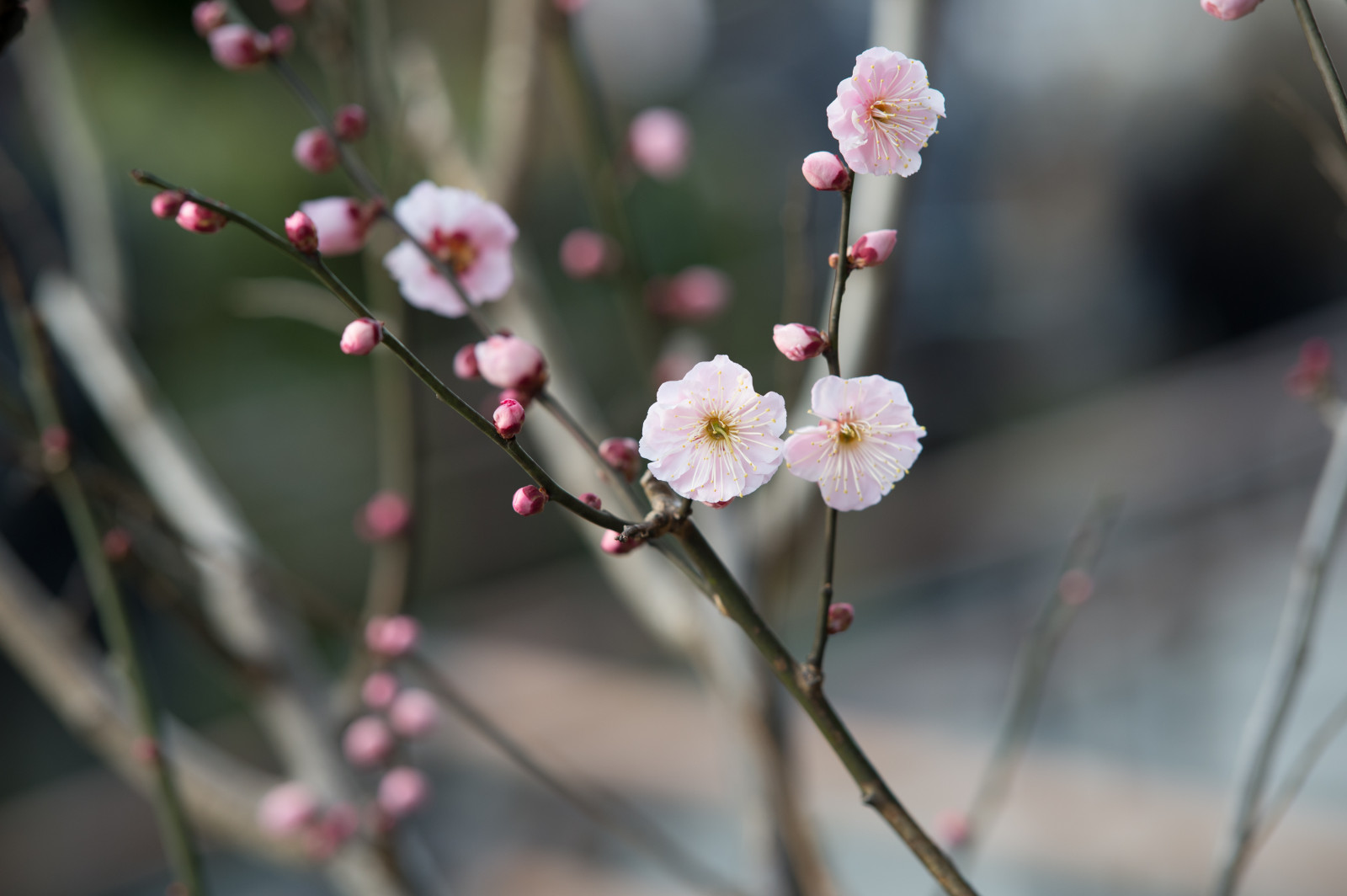 ญี่ปุ่น, การถ่ายภาพ, สาขา, ดอกซากุระ, Nikon, เบ่งบาน, ฤดูใบไม้ผลิ, โตเกียว, Jp, nikkor, ใบไม้, ดอกไม้, ปลูก, ฤดู, อุม, พืช, กลีบดอก, afs105mmf14eed, afsnikkor105mmf14eed, Df, ikegamibaien, ikegami, japaneseapricot, กิ่งไม้, ผลิต, พฤกษศาสตร์, พืชดอก, ใกล้ชิด, การถ่ายภาพมาโคร, ต้นกำเนิด