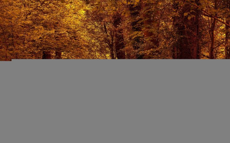 1920x1200 px, ramo, foresta, le foglie, autunno, fiori 1920x1200 px, ramo, foresta, le foglie, autunno, fiori
