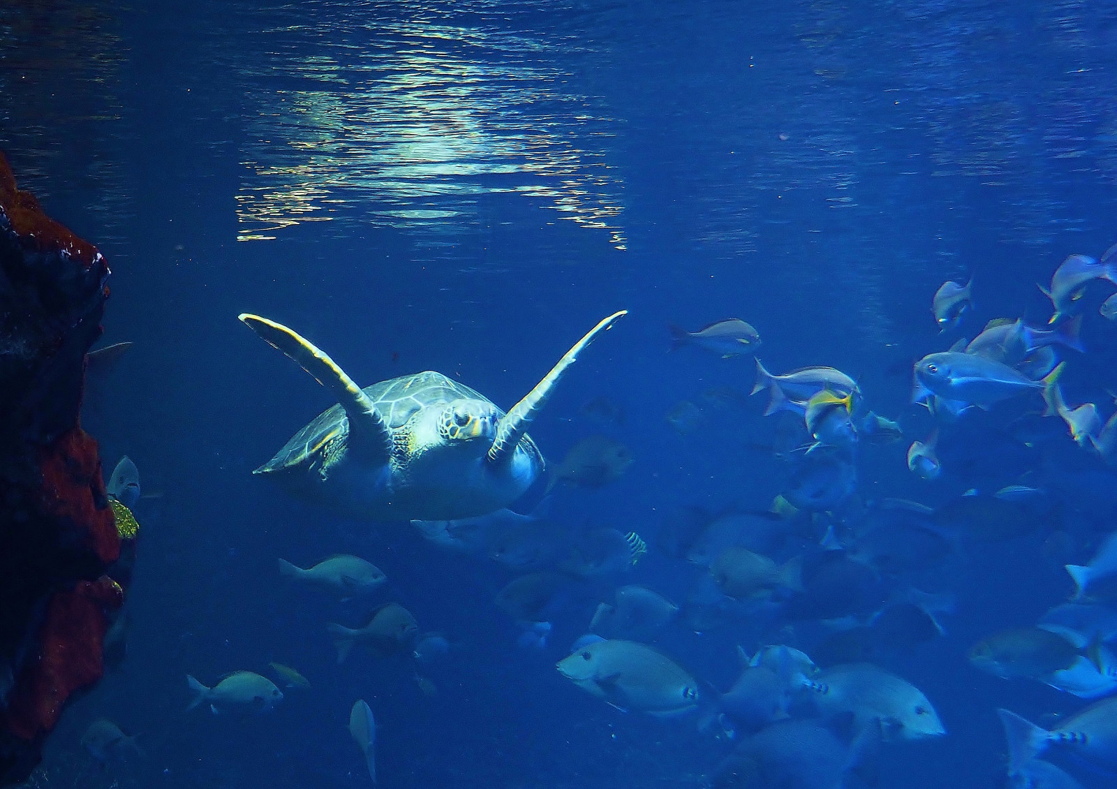 moře, Ryba, modrý, Pod vodou, letní, korálový útes, plavání, želva, akvárium, potápění, biologie, oceán, útes, mořská biologie, vodní sport, potápění