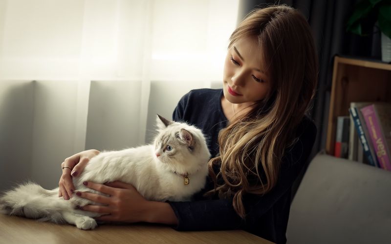 katte, dyr, pattedyr, Kvinder, model, langt hår katte, dyr, pattedyr, Kvinder, model, langt hår