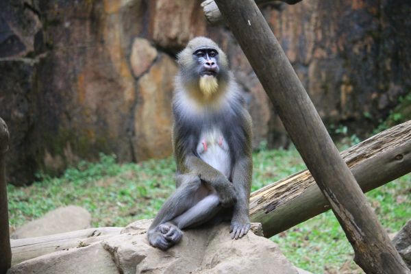 monkey, Mandrill, sitting, wildlife, Zoo, macaque