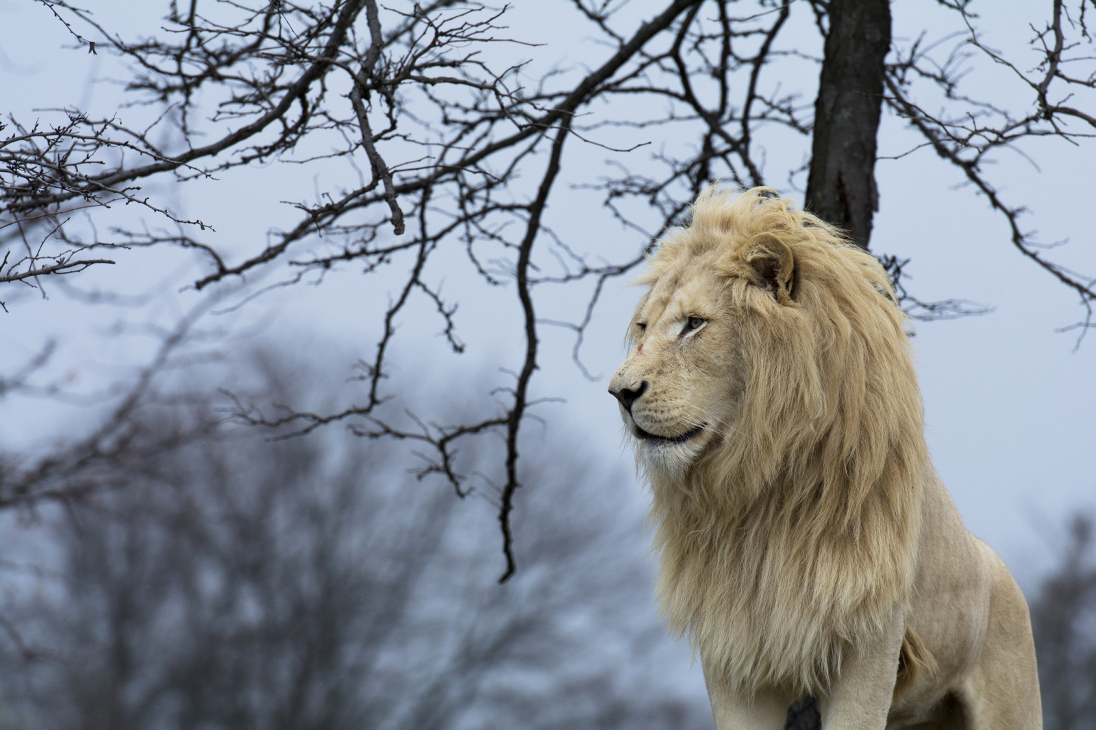 zvěř, sníh, zima, lev, Volně žijících živočichů, velké kočky, kníry, savci, Kočkovitý, strom, Safari, fauna, savec, 2048x1365 px, čenich, hříva, masai lev, terrestrial animal