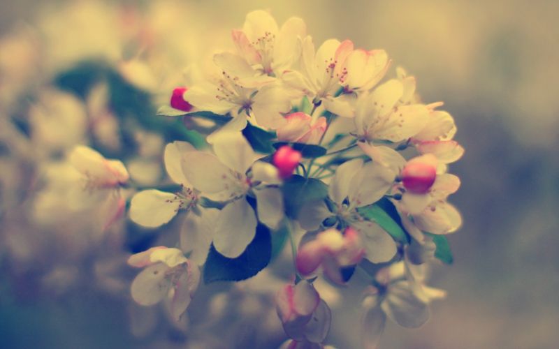1280x800 px, flowers, nature, closeup 1280x800 px, flowers, nature, closeup
