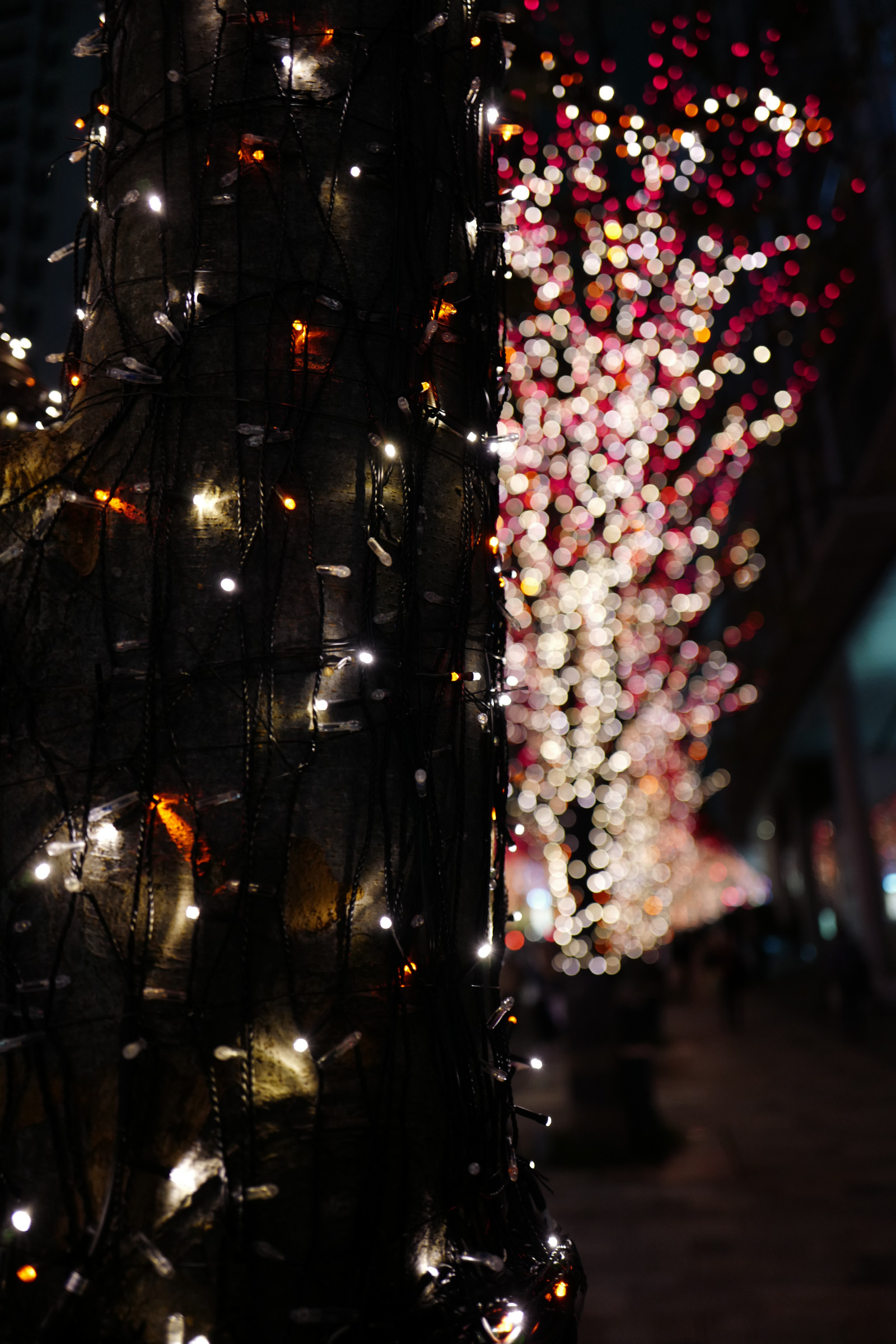 Japonsko, noc, večer, Vánoční strom, Vánoce, Dovolená, Vánoční osvětlení, Leica, Tokio, jp, světlo, barva, strom, květ, osvětlení, keyakizaka, summilux, leicaq, summilux1728, q, 1728, ropponngi, vánoční dekorace