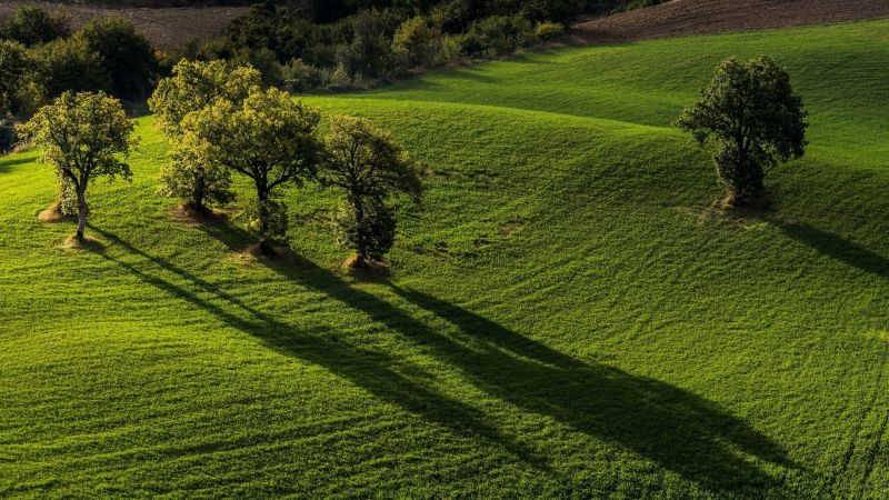 field, grass, hill, landscape, 1920x1080 px, forest field, grass, hill, landscape, 1920x1080 px, forest