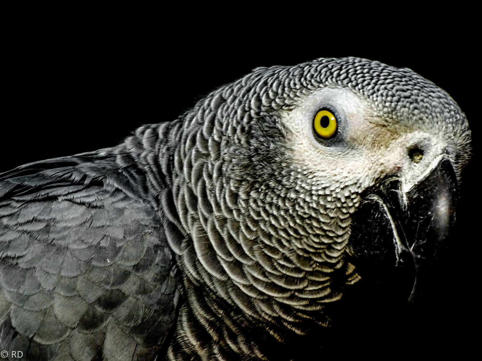 Wallpaper bird, eye, birds, animal, yellow, grey, wings, feathers