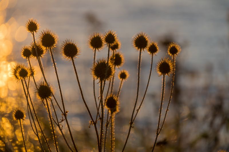 sunlight, sunset, sea, nature, grass, field sunlight, sunset, sea, nature, grass, field