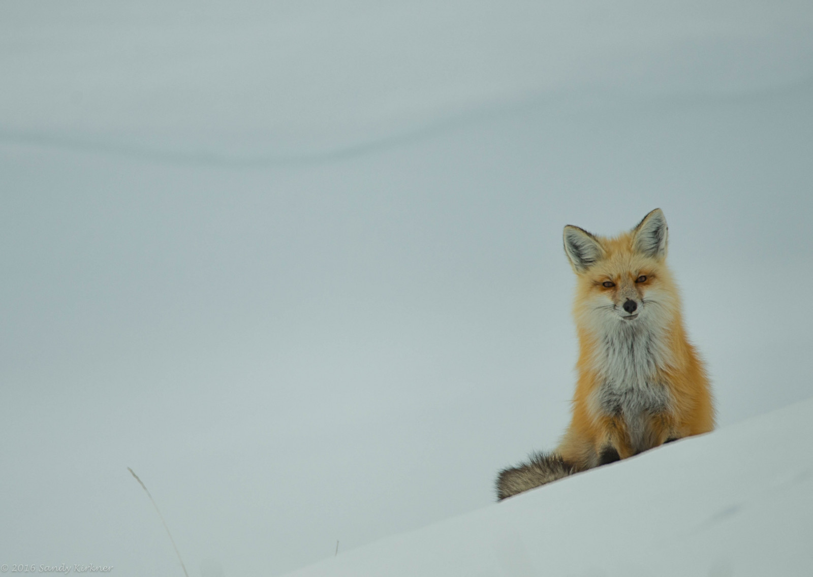 inverno, rosso, la neve, freddo, pelliccia, peloso, natura, valle, Volpe, Parco Nazionale di Yellowstone, Yellowstone, Wyoming, snowscape, Haydenvalley, Volpe rossa, nikond800